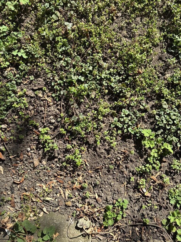 zdjęcie - zbliżenie chwastów w ogródku