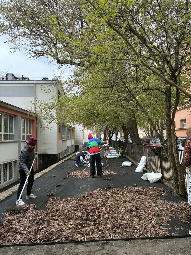 Wolontariuszka rozgrabia korę na rabacie