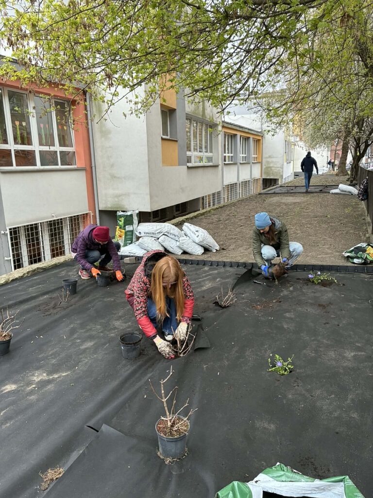 wolontariuszki sadzą kwiaty w ogródku przed szkołą