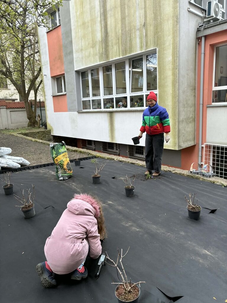 sadzenie hortensji i barwinków, na zdjęciu dwie wolontariuszki wykonujące tą pracę