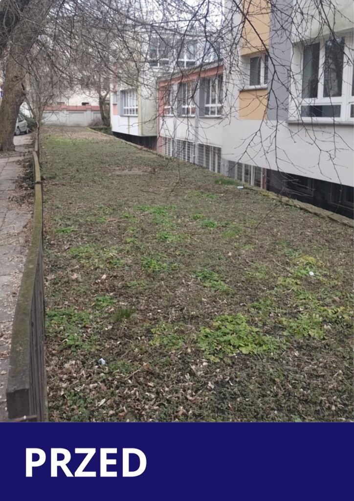 zdjęcie zachwaszczonego ogródka przed szkołą nr 22