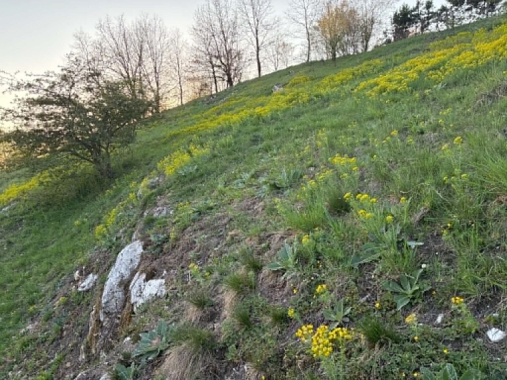 kwitnacy wilczomlecz na górkach