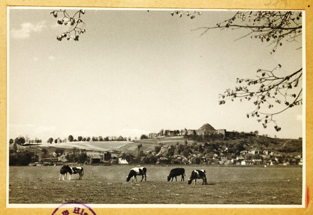 Błonia i krowy